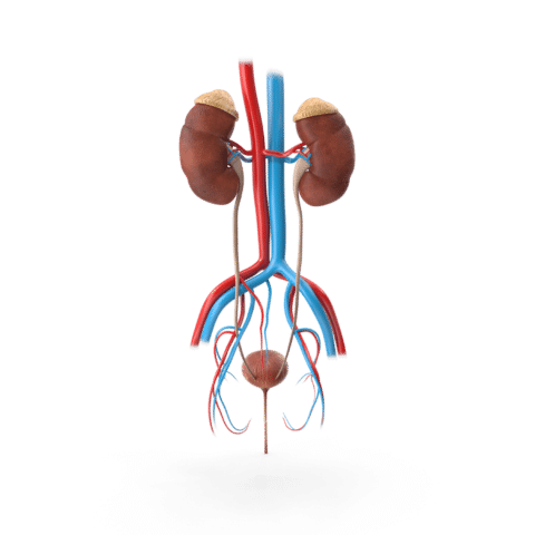 Tipos De Infecciones En Las V As Urinarias